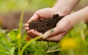 Sustainable farming takes root