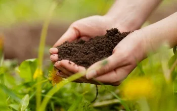 Sustainable farming feature
